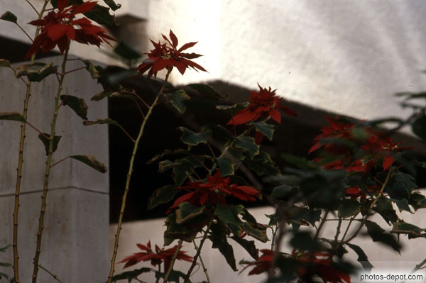photo de plantes aux fleurs rouges
