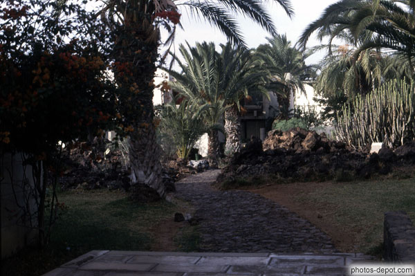 photo de jardin aux palmiers