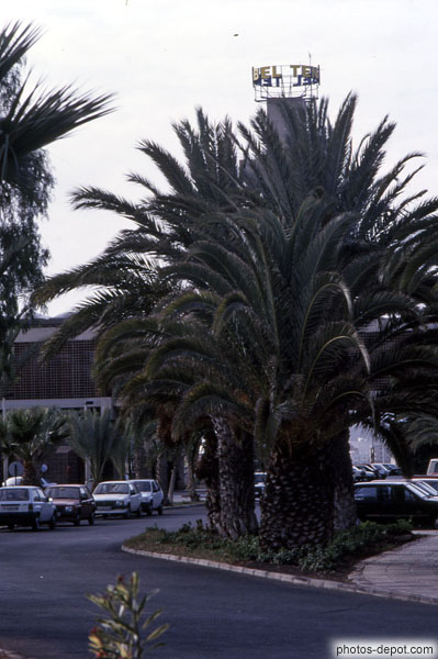 photo de palmiers
