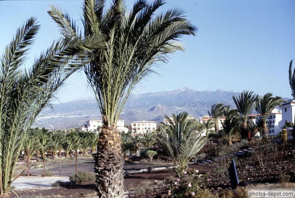 photo de montagnes derrière les palmiers