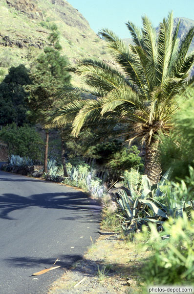 photo de palmier au bord de la route