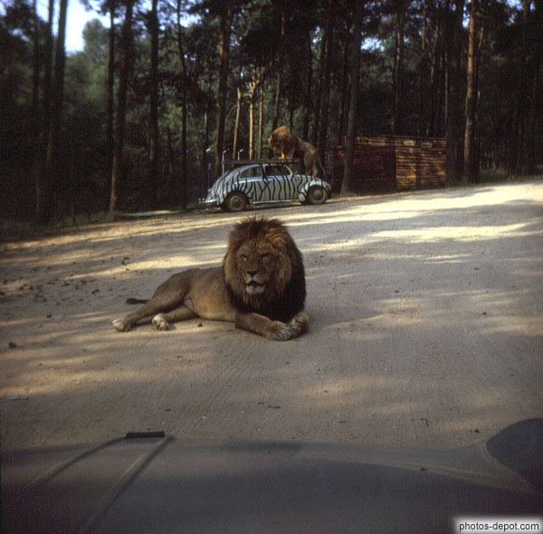 photo de Lions sur voiture coccinelle zèbrée