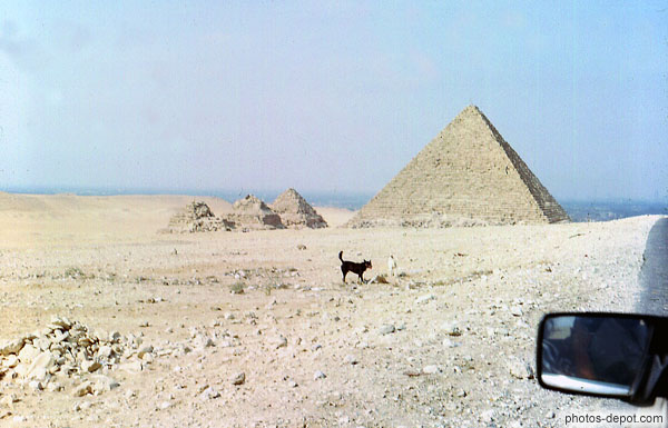 photo de chien noir devant pyramide