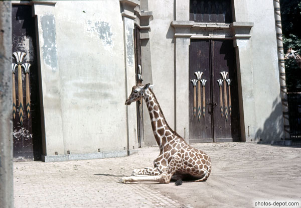 photo de Girafe assise