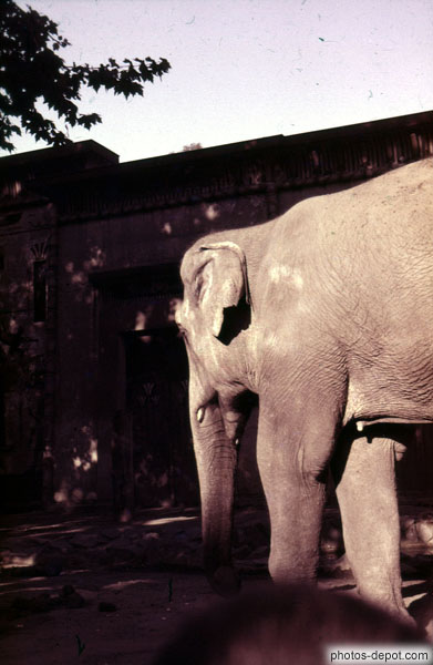 photo de éléphant