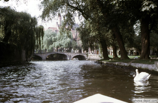 photo de cygne et pont sur le canal