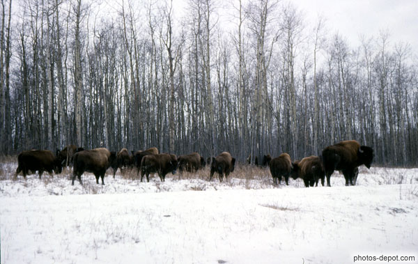 photo de troupeau de bisons en liberté dans la neige