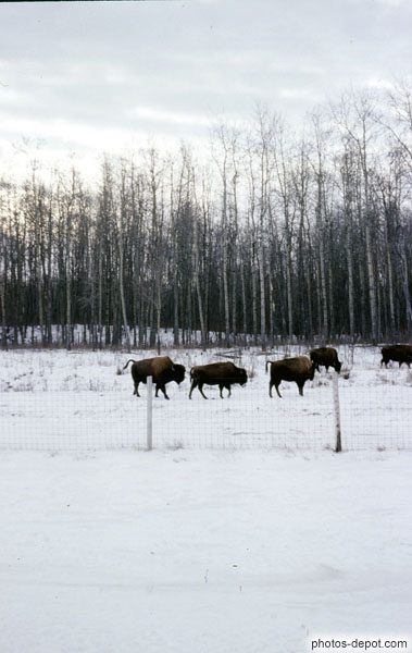 photo de bisons dans la neige
