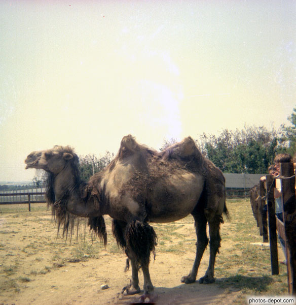 photo de chameau