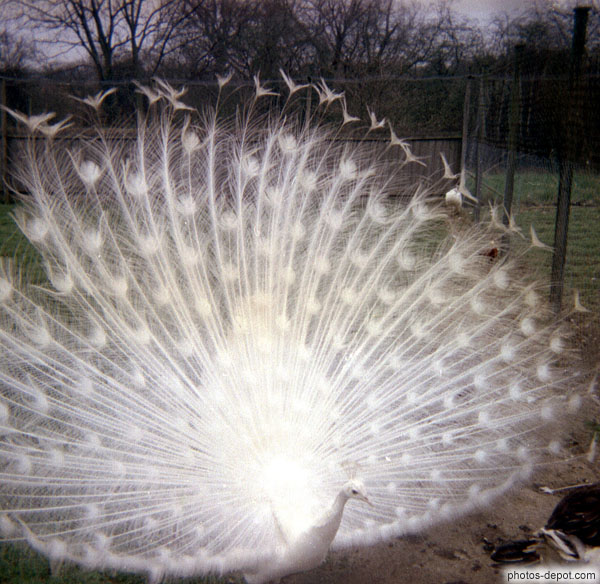 photo de paon blanc faisant la roue