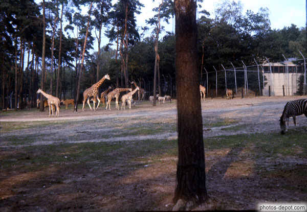 photo de girafes et zèbres