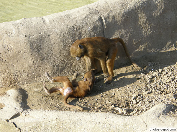 photo de jeunes babouins de Guinée
