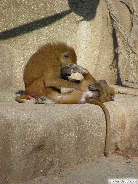 photo de recherche des puces chez les babouins de Guinée