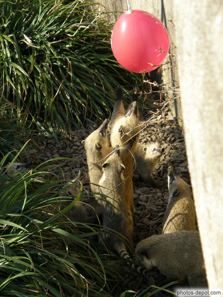 photo de Coati roux, queue annelée nez pointu en trompe sautent pour attraper le ballon rouge