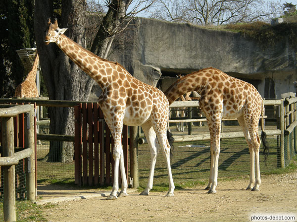 photo de girafes