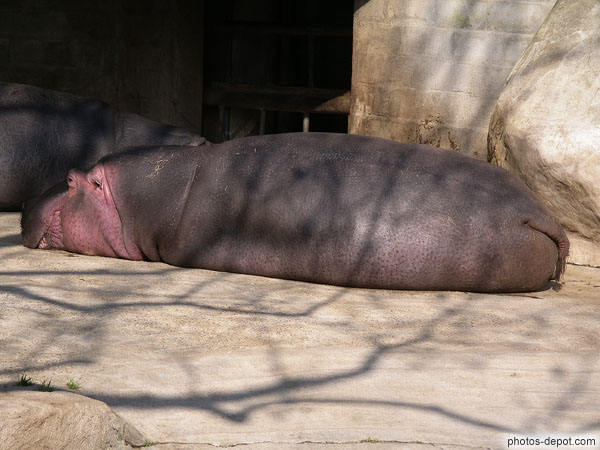 photo d'Hippopotame couché