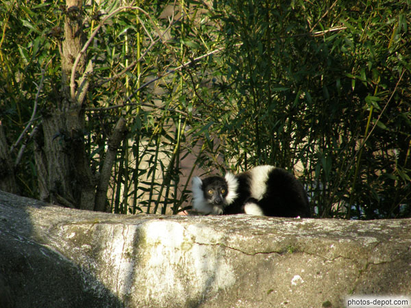photo de Lemur Vari à ceinture blanche