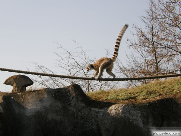 photo de Lémurien Diurne, le Maki catta marche sur une corde suspendue, queue en l'air