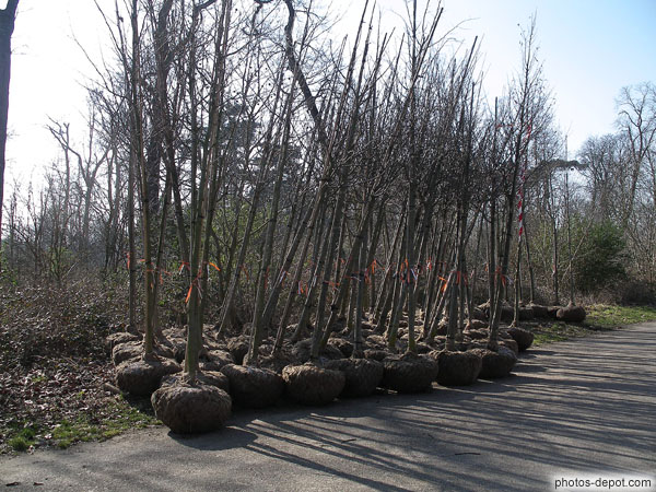 photo d'arbres prêts à être plantés