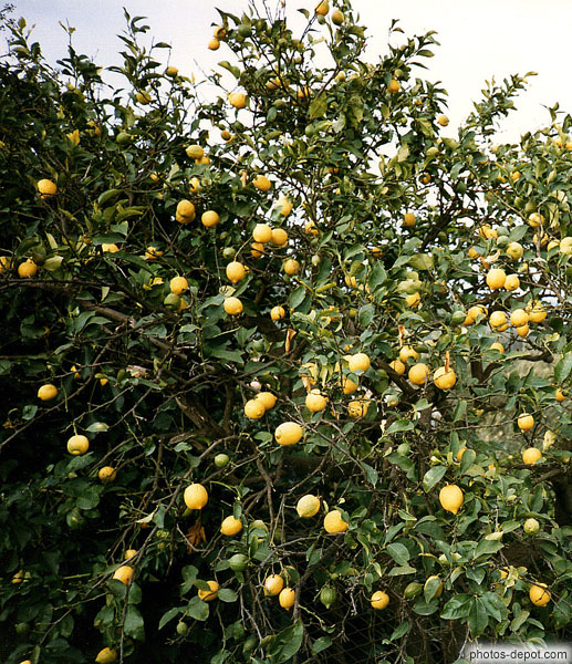 photo de citroniers