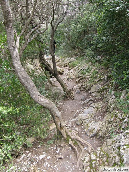 photo de chemin menant à l'ermitage parsemé d'oliviers