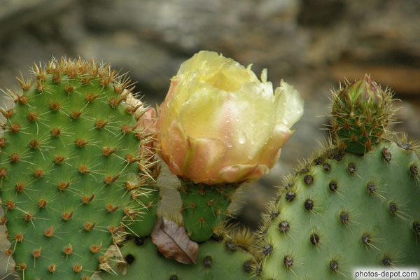 photo de pluie sur cactus en fleurs