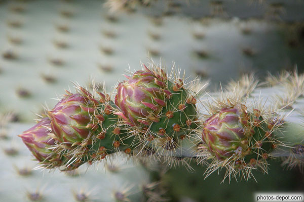 photo de boutons de cactus