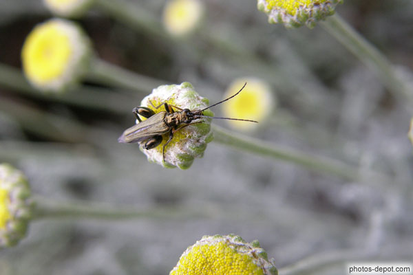 photo d'insecte aux longues antennes sur fleur jaune