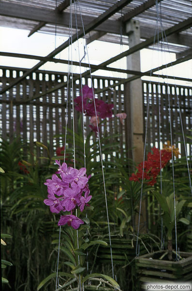 photo de fleurs violettes dans la serre