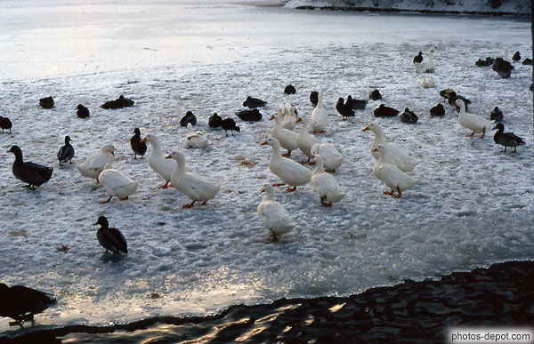 photo de canards sur la glace