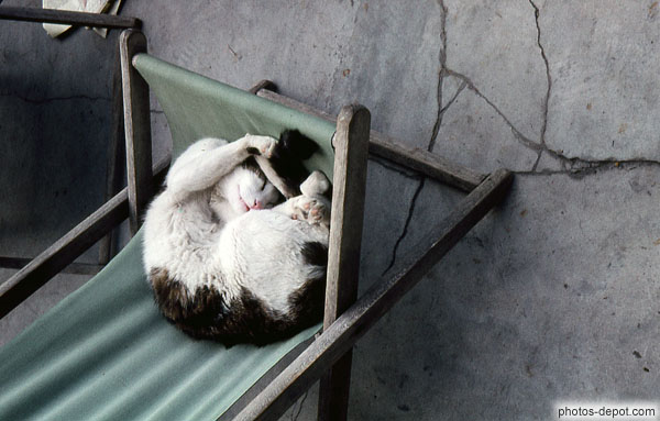 photo de chat roulÃ© en boule dans un transat de toile