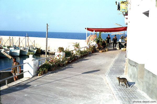 photo de chat sur le quai le long du port