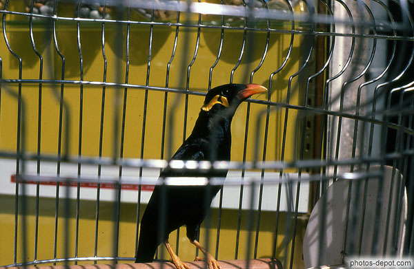 photo d'oiseau miauleur en cage