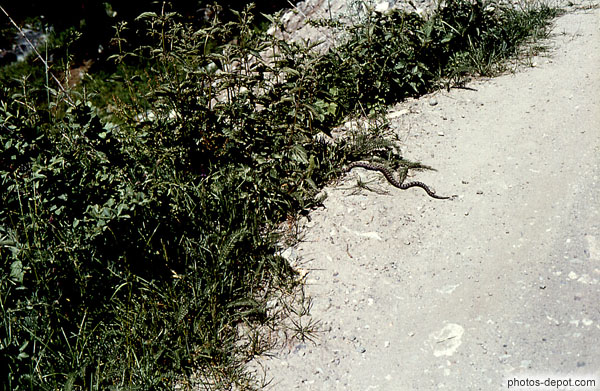 photo de serpent s'enfuit du chemin