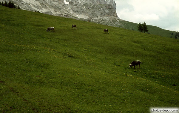 photo de vaches dans le pré