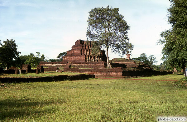 photo d'arbre poussant dans le temple
