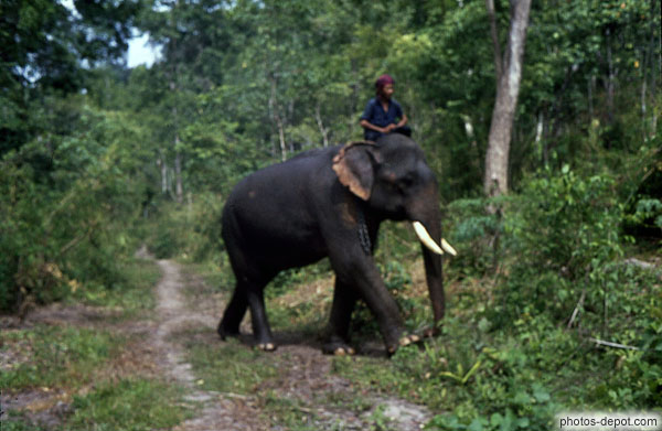 photo de cornac sur son éléphant dans la forêt