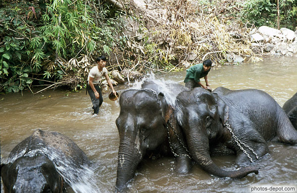 photo de toilette des éléphants enchainés par leurs cornacs