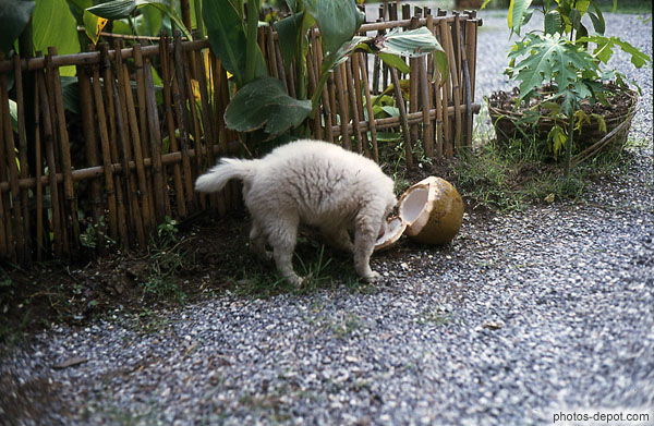 photo de chien lèchant une noix de coco