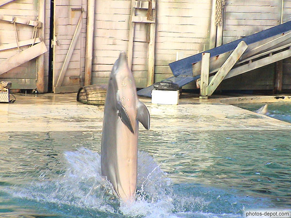 photo de dauphin sort de l'eau