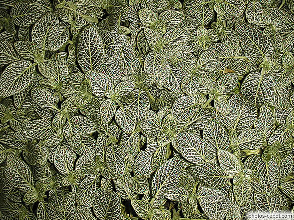 photo de tapis de feuilles