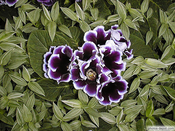 photo de Gloxinia violettes (origine Amérique du Sud)