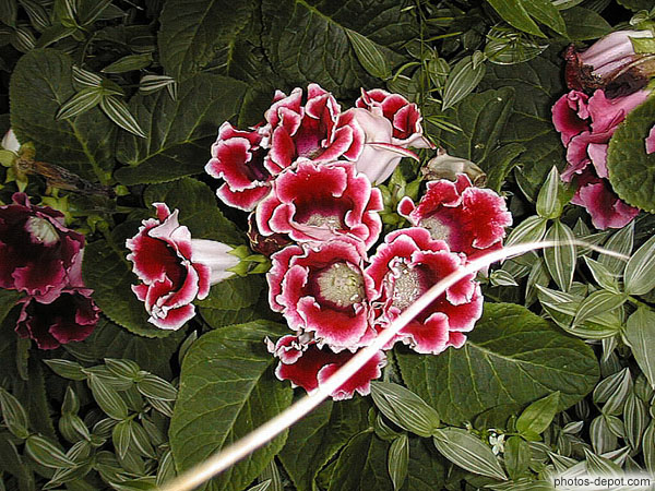 photo de Gloxinia rouges (origine Amérique du Sud)