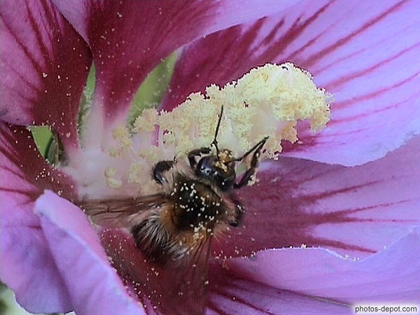 photo d'abeille porteuse de pollen