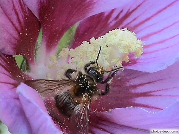 photo d'abeille sur pistil fleur rose