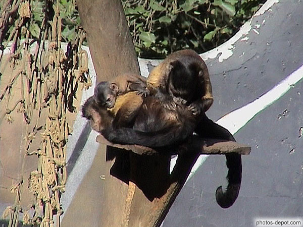 photo de singes sur l'arbre