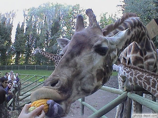 photo de girafe mange du maïs