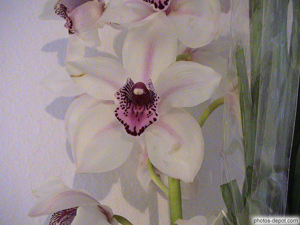 photo d'orchidée