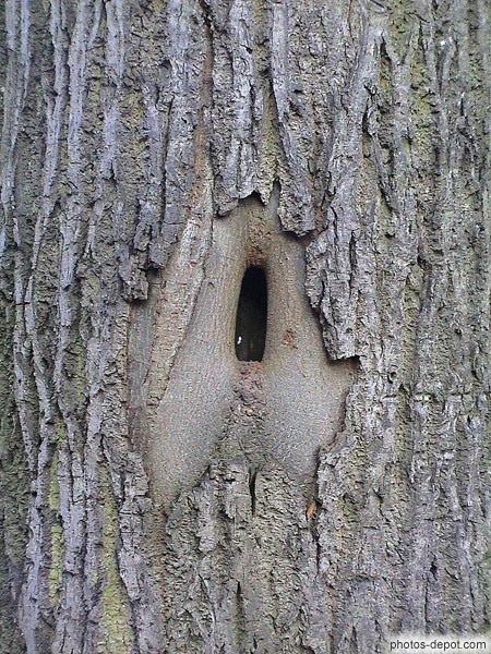 photo de trou dans un arbre