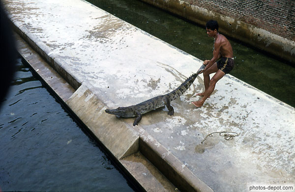 photo de crocodile du nil tiré par la queue